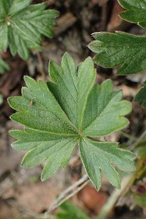 Potentilla collina s.l. \ H&uuml;gel-Fingerkraut / Palmleaf Cinquefoil, D Mannheim 6.4.2023