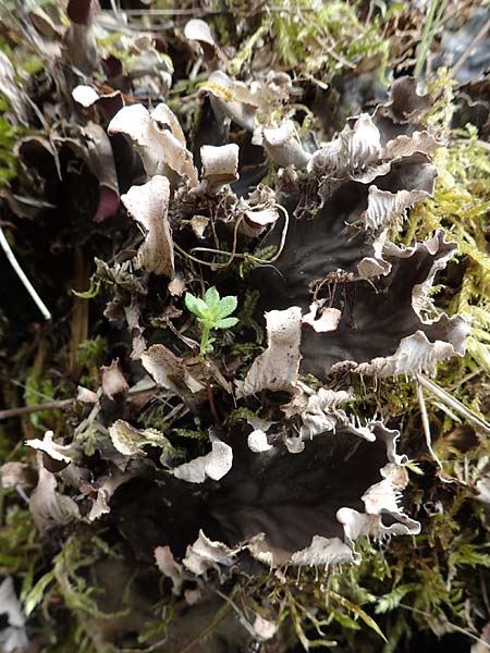 Peltigera canina \ Echte Hundsflechte, Rotbraune Blattflechte / Dog Lichen, D Mudau 23.4.2023