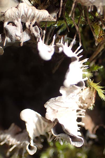 Peltigera canina \ Echte Hundsflechte, Rotbraune Blattflechte / Dog Lichen, D Mudau 23.4.2023