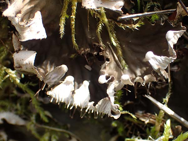 Peltigera canina \ Echte Hundsflechte, Rotbraune Blattflechte / Dog Lichen, D Mudau 23.4.2023