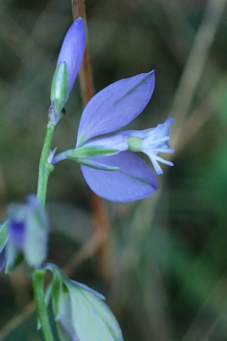 Polygala comosa \ Schopfige Kreuzblume, Schopfiges Kreuzbl�mchen / Tufted Milkwort, D Burglengenfeld 12.8.2024