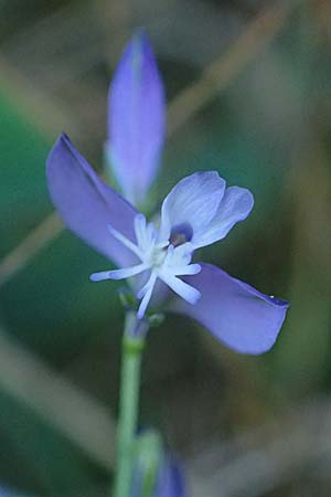 Polygala comosa \ Schopfige Kreuzblume, Schopfiges Kreuzbl�mchen / Tufted Milkwort, D Burglengenfeld 12.8.2024