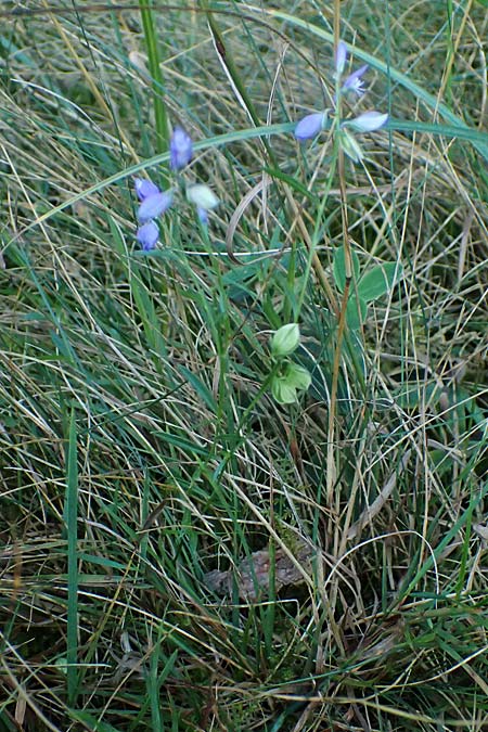 Polygala comosa \ Schopfige Kreuzblume, Schopfiges Kreuzbl�mchen / Tufted Milkwort, D Burglengenfeld 12.8.2024