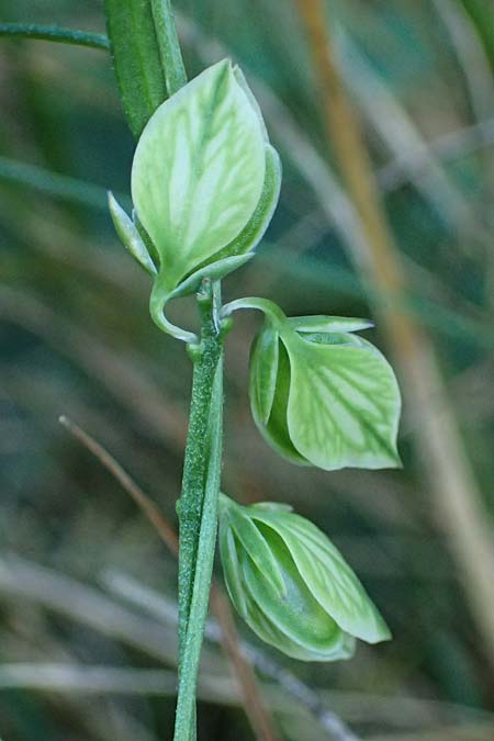 Polygala comosa \ Schopfige Kreuzblume, Schopfiges Kreuzbl�mchen / Tufted Milkwort, D Burglengenfeld 12.8.2024