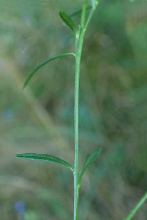 Polygala comosa \ Schopfige Kreuzblume, Schopfiges Kreuzbl�mchen / Tufted Milkwort, D Burglengenfeld 12.8.2024