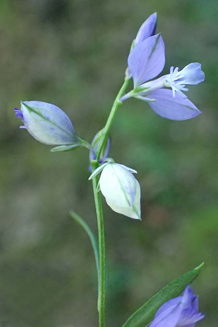 Polygala comosa \ Schopfige Kreuzblume, Schopfiges Kreuzbl�mchen / Tufted Milkwort, D Burglengenfeld 12.8.2024
