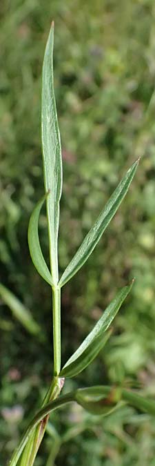Peucedanum carvifolia \ K�mmel-Haarstrang / Caraway Milk Parsley, D Landau an der Isar 13.8.2024