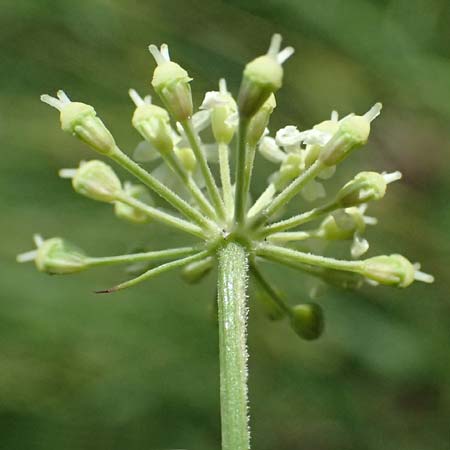 Peucedanum carvifolia \ K�mmel-Haarstrang / Caraway Milk Parsley, D Landau an der Isar 13.8.2024