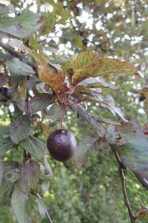 Prunus cerasifera \ Kirschpflaume / Cherry Plum, D Hemsbach 2.9.2024