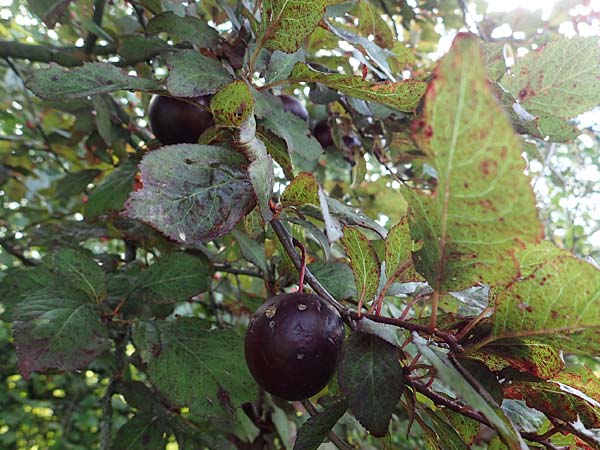 Prunus cerasifera \ Kirschpflaume / Cherry Plum, D Hemsbach 2.9.2024