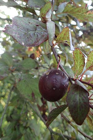 Prunus cerasifera \ Kirschpflaume / Cherry Plum, D Hemsbach 2.9.2024