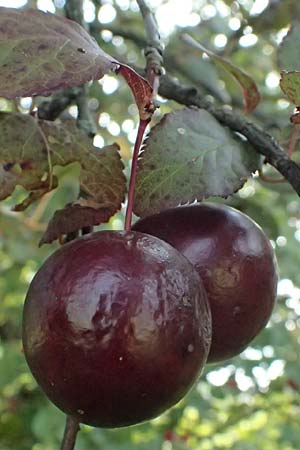 Prunus cerasifera \ Kirschpflaume / Cherry Plum, D Hemsbach 2.9.2024