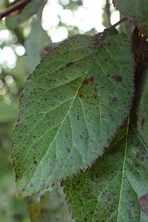 Prunus cerasifera \ Kirschpflaume / Cherry Plum, D Hemsbach 2.9.2024