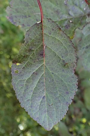 Prunus cerasifera \ Kirschpflaume / Cherry Plum, D Hemsbach 2.9.2024