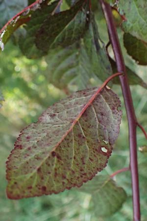 Prunus cerasifera \ Kirschpflaume / Cherry Plum, D Hemsbach 2.9.2024