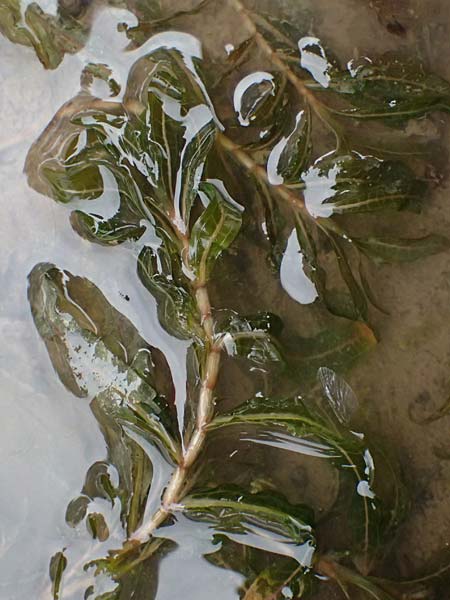 Potamogeton crispus \ Krauses Laichkraut / Curled Pontweed, D Mannheim 8.9.2024