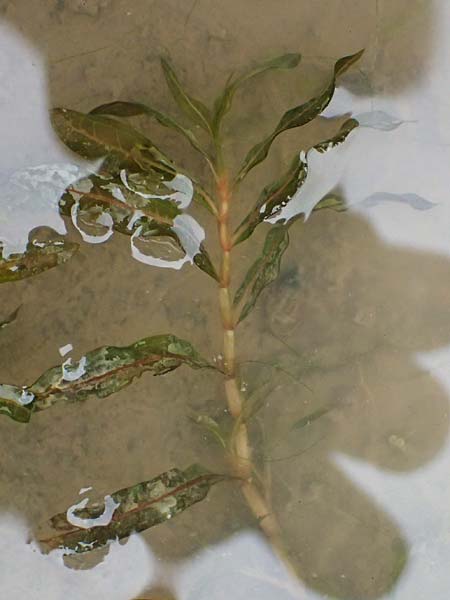Potamogeton crispus \ Krauses Laichkraut / Curled Pontweed, D Mannheim 8.9.2024