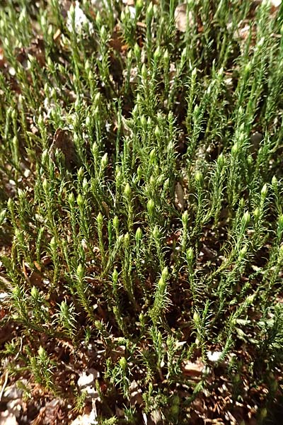 Polytrichum commune \ Gro&szlig;es Haarm&uuml;tzen-Moos, Goldenes Frauenhaarmoos / Common Haircap Moss, D Neckarsteinach 6.4.2025