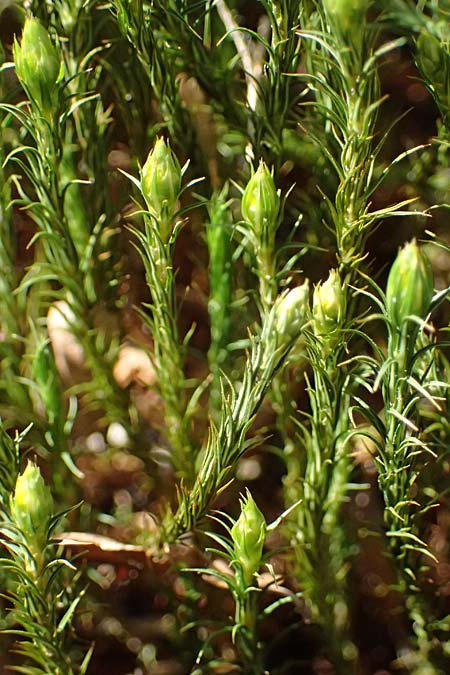 Polytrichum commune \ Gro&szlig;es Haarm&uuml;tzen-Moos, Goldenes Frauenhaarmoos / Common Haircap Moss, D Neckarsteinach 6.4.2025