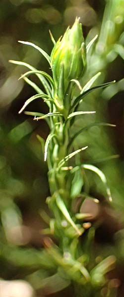Polytrichum commune \ Gro&szlig;es Haarm&uuml;tzen-Moos, Goldenes Frauenhaarmoos / Common Haircap Moss, D Neckarsteinach 6.4.2025