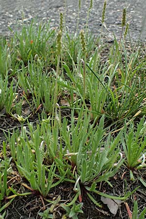 Plantago coronopus subsp. coronopus \ Kr�henfu�-Wegerich / Buck's-horn Plantain, D Friedberg 4.5.2025