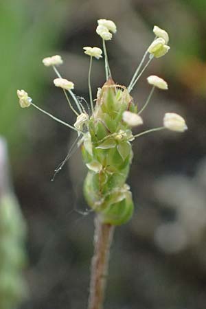 Plantago coronopus subsp. coronopus \ Kr�henfu�-Wegerich / Buck's-horn Plantain, D Friedberg 4.5.2025