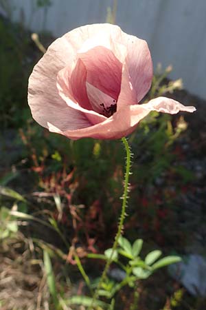 Papaver rhoeas \ Klatsch-Mohn / Common Poppy, D Mannheim 22.6.2016