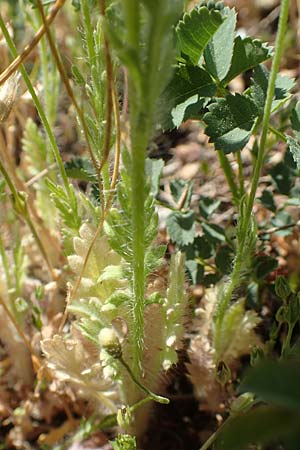 Papaver dubium subsp. confine \ Verkannter Saat-Mohn / Long-Headed Poppy, D Gr&uuml;nstadt-Asselheim 26.4.2020