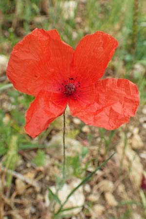 Papaver dubium subsp. confine, Verkannter Saat-Mohn