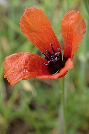 Papaver dubium subsp. confine \ Verkannter Saat-Mohn / Long-Headed Poppy, D Neuleiningen 15.5.2021