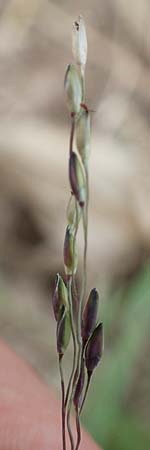Panicum dichotomiflorum \ Gabel�stige Rispen-Hirse / Fall Panicgrass, D Baden-Baden 3.9.2022