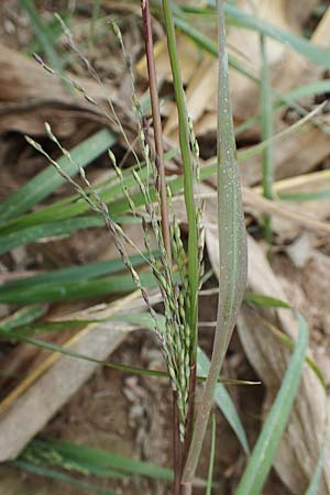Panicum dichotomiflorum \ Gabel�stige Rispen-Hirse / Fall Panicgrass, D Baden-Baden 3.9.2022