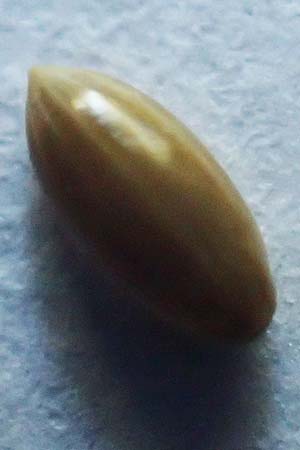 Panicum dichotomiflorum \ Gabel�stige Rispen-Hirse / Fall Panicgrass, D Baden-Baden 4.9.2022