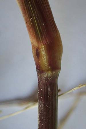 Panicum dichotomiflorum \ Gabel�stige Rispen-Hirse / Fall Panicgrass, D Baden-Baden 4.9.2022