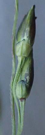 Panicum dichotomiflorum \ Gabel�stige Rispen-Hirse / Fall Panicgrass, D Baden-Baden 4.9.2022