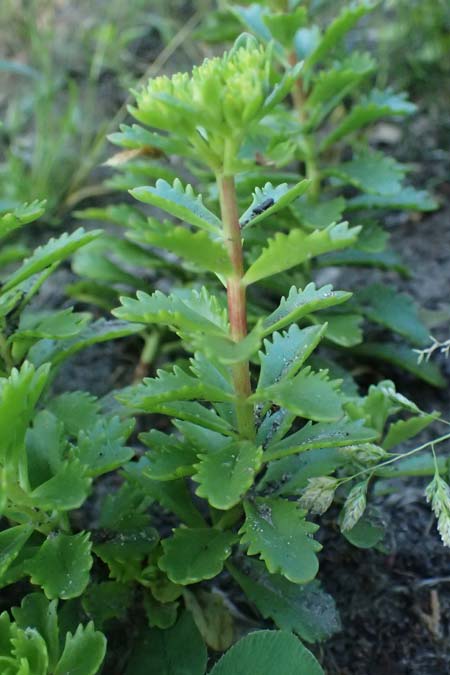 Sedum middendorffianum var. diffusum \ Ausgebreitete Asienfetthenne / Extended Stonecrop, D Essen 21.6.2025