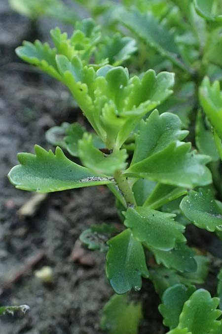 Sedum middendorffianum var. diffusum \ Ausgebreitete Asienfetthenne / Extended Stonecrop, D Essen 21.6.2025