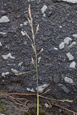 Puccinellia distans \ Gew�hnlicher Salzschwaden / Reflexed Saltmarsh Grass, D Otzberg 16.8.2025