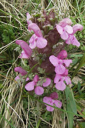 Pedicularis sylvatica \ Wald-L�usekraut / Common Louseport, D Schwarzwald/Black-Forest, Feldberg 18.5.2007