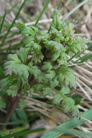 Pedicularis sylvatica \ Wald-L�usekraut / Common Louseport, D Schwarzwald/Black-Forest, Feldberg 18.5.2007