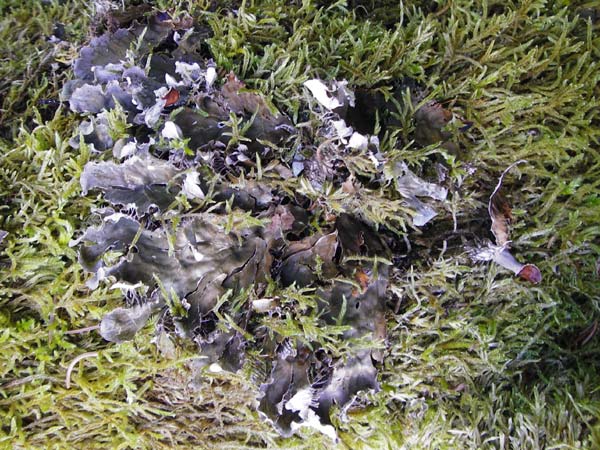 Peltigera spec1 ? \ Hundsflechte / Dog Lichen, D Beuron 26.7.2015