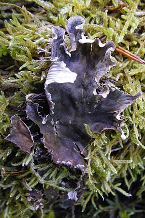 Peltigera spec1 ? \ Hundsflechte / Dog Lichen, D Beuron 26.7.2015