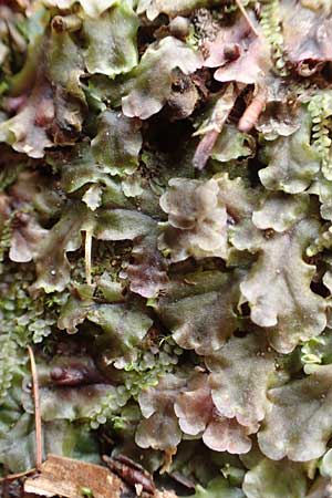 Pellia epiphylla \ Gemeines Beckenmoos / Overleaf Pellia, Common Pellia, D Schriesheim-Altenbach 22.2.2015