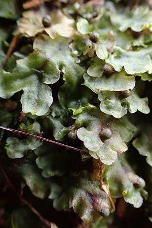 Pellia epiphylla \ Gemeines Beckenmoos / Overleaf Pellia, Common Pellia, D Schriesheim-Altenbach 22.2.2015