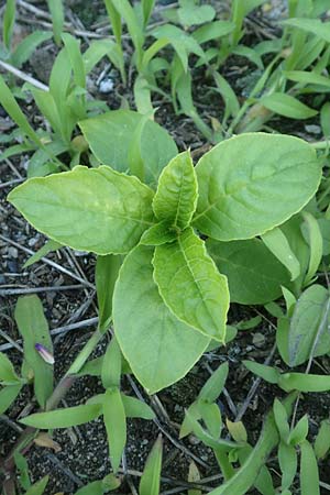 Phytolacca esculenta \ Indische Kermesbeere, Essbare Kermesbeere / Pokeweed, D Mannheim 22.6.2016