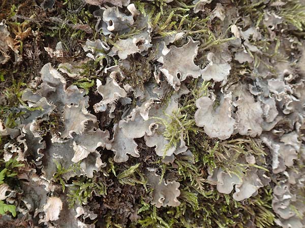Peltigera membranacea ? \ Graubraune Schild-Flechte / Membrane Dog Lichen, D Schwarzwald/Black-Forest, Bad Rippoldsau 3.8.2016
