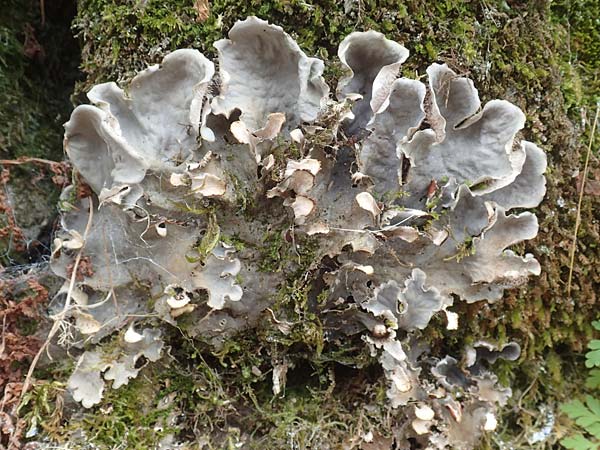 Peltigera membranacea ? \ Graubraune Schild-Flechte / Membrane Dog Lichen, D Schwarzwald/Black-Forest, Bad Rippoldsau 3.8.2016