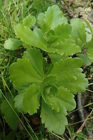 Sedum ellacombeanum \ Gelbgr&uuml;ne Asienfetthenne / Ellacombe Stonecrop, D Attendorn 21.5.2018