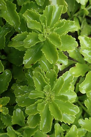 Sedum ellacombeanum \ Gelbgr&uuml;ne Asienfetthenne / Ellacombe Stonecrop, D Bochum 14.6.2018