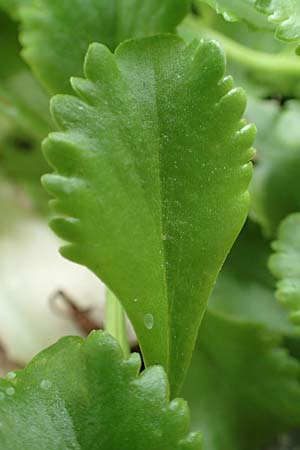 Sedum ellacombeanum \ Gelbgr&uuml;ne Asienfetthenne / Ellacombe Stonecrop, D Mannheim 18.6.2018